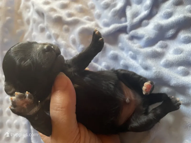Blacky – Pomeranian puppy for sale in Stockton, CA