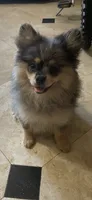 Cory, a female Pomeranian for sale in Stockton, CA – 4 of 5