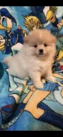 Mia, a female Pomeranian for sale in Stockton, CA – 2 of 3