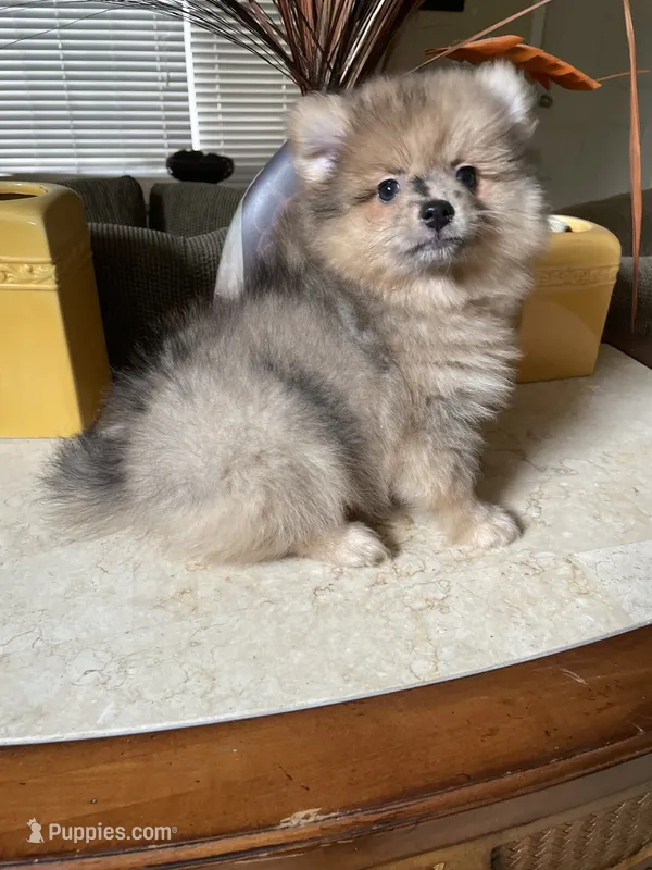 Pistachio, a male Pomeranian for sale in Stockton, CA – 1 of 5