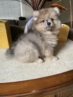 Pistachio, a male Pomeranian for sale in Stockton, CA – 1 of 5