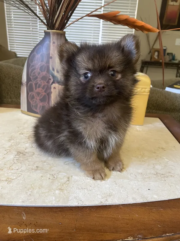 Choco, a male Pomeranian for sale in Stockton, CA – 1 of 5
