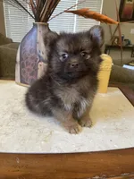 Choco, a male Pomeranian for sale in Stockton, CA – 1 of 5