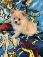 Estrella, a female Pomeranian for sale in Stockton, CA – 4 of 4