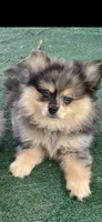 Cory, a female Pomeranian for sale in Stockton, CA – 3 of 5
