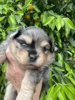 Merlina , a female Pomeranian for sale in Stockton, CA – Photo 4 of 7