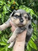 Merlina , a female Pomeranian for sale in Stockton, CA – Photo 2 of 7