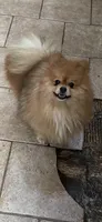 Merlina , a female Pomeranian for sale in Stockton, CA – Photo 7 of 7
