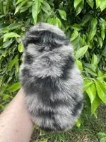 Merlina , a female Pomeranian for sale in Stockton, CA – Photo 5 of 7