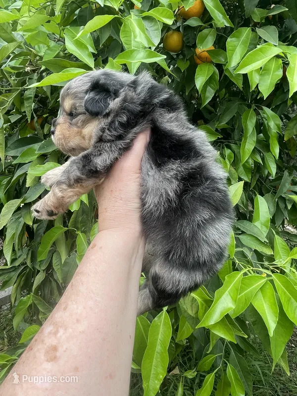 Merlina , a female Pomeranian for sale in Stockton, CA – Photo 1 of 7
