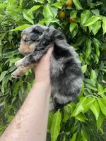 Merlina , a female Pomeranian for sale in Stockton, CA – Photo 1 of 7