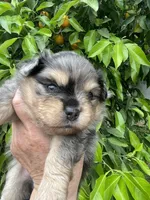 Merlina , a female Pomeranian for sale in Stockton, CA – Photo 3 of 7