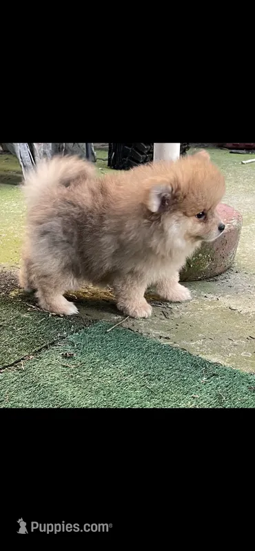 Nala – Pomeranian puppy for sale in Stockton, CA