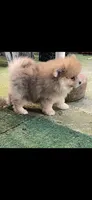 Nala, a female Pomeranian for sale in Stockton, CA – 1 of 8
