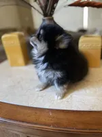 Gio, a male Pomeranian for sale in Stockton, CA – 3 of 6