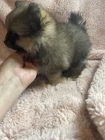 Nick, a male Pomeranian for sale in Stockton, CA – 2 of 6