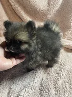Nimo, a male Pomeranian for sale in Stockton, CA – 1 of 7