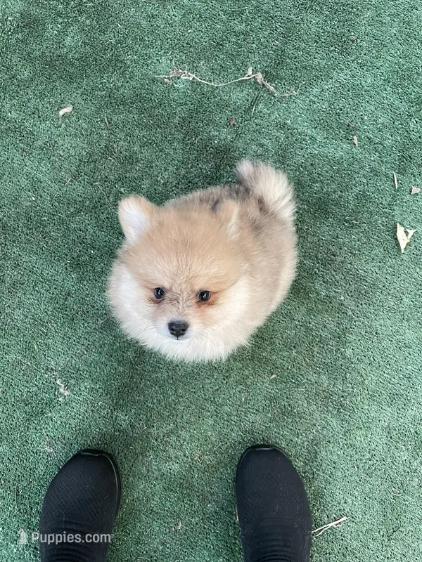 Sophy , a female Pomeranian for sale in Stockton, CA – 1 of 4