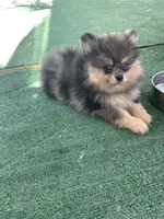 Merluna, a female Pomeranian for sale in Stockton, CA – 2 of 7
