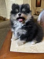 Gio, a male Pomeranian for sale in Stockton, CA – 5 of 6