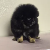 Tana, a female Pomeranian for sale in Stockton, CA – 2 of 2