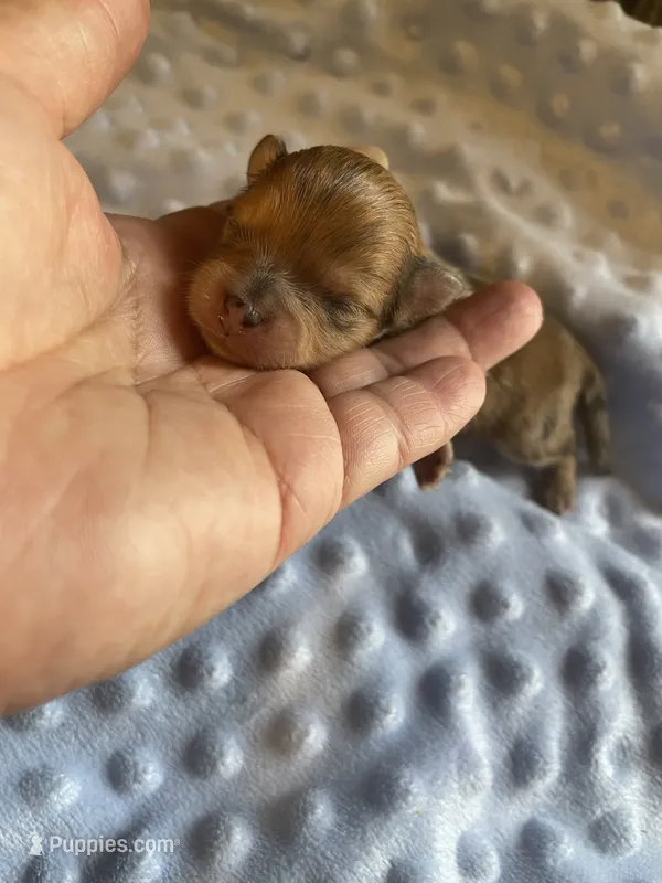 Bruno – Pomeranian puppy for sale in Stockton, CA