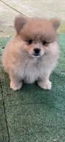 Milka, a female Pomeranian for sale in Stockton, CA – Photo 5 of 9