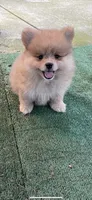 Milka, a female Pomeranian for sale in Stockton, CA – Photo 6 of 9