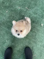 Milka, a female Pomeranian for sale in Stockton, CA – Photo 3 of 9