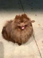 Milka, a female Pomeranian for sale in Stockton, CA – Photo 9 of 9