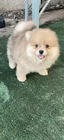 Milka, a female Pomeranian for sale in Stockton, CA – Photo 4 of 9