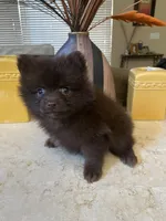 Tory, a female Pomeranian for sale in Stockton, CA – 2 of 3
