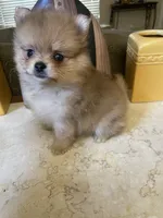 Kimo, a male Pomeranian for sale in Stockton, CA – 3 of 6