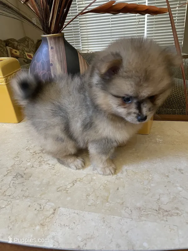Ricko – Pomeranian puppy for sale in Stockton, CA