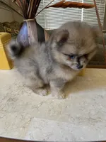 Ricko, a male Pomeranian for sale in Stockton, CA – 1 of 6