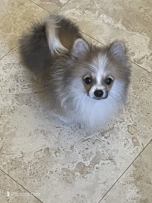 Brako – Pomeranian puppy for sale in Stockton, CA