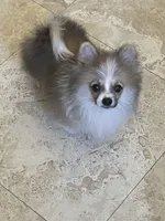 Brako, a male Pomeranian for sale in Stockton, CA – 1 of 5