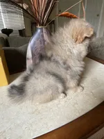 Pistachio, a male Pomeranian for sale in Stockton, CA – 5 of 5