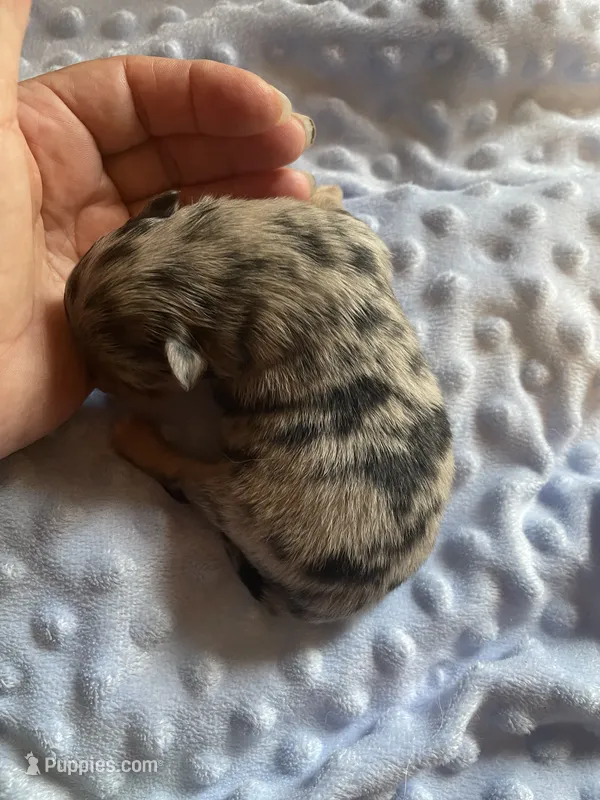 Luna – Pomeranian puppy for sale in Stockton, CA
