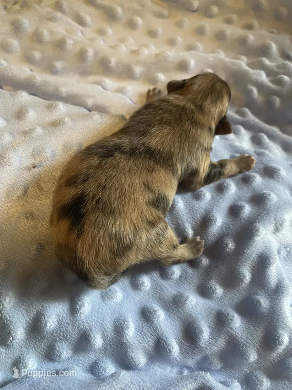 Kirk – Pomeranian puppy for sale in Stockton, CA