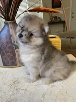 Ricko, a male Pomeranian for sale in Stockton, CA – 6 of 6