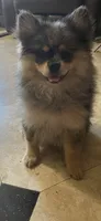 Cory, a female Pomeranian for sale in Stockton, CA – 2 of 5