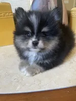Gio, a male Pomeranian for sale in Stockton, CA – 2 of 3
