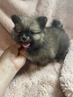 Nick, a male Pomeranian for sale in Stockton, CA – 3 of 6