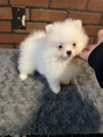 Sophy , a female Pomeranian for sale in Stockton, CA – Photo 5 of 6