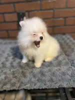 Sophy , a female Pomeranian for sale in Stockton, CA – Photo 3 of 6