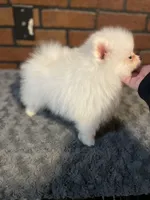 Sophy , a female Pomeranian for sale in Stockton, CA – Photo 6 of 6