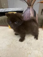 Cloe, a female Pomeranian for sale in Stockton, CA – 2 of 5