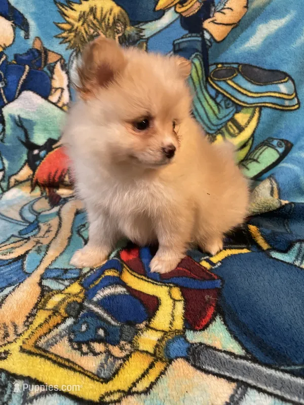 Estrella  – Pomeranian puppy for sale in Stockton, CA