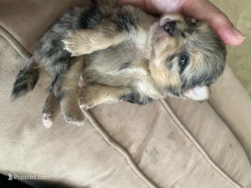 Luna – Pomeranian puppy for sale in Stockton, CA